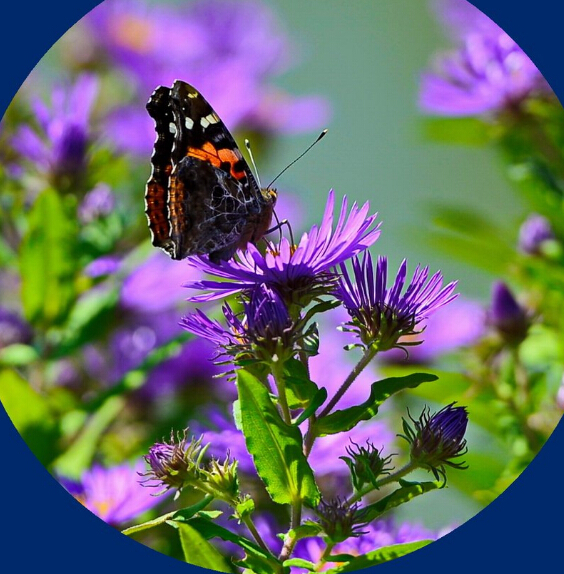 蝶戀花紙袋 蝶戀花紙袋